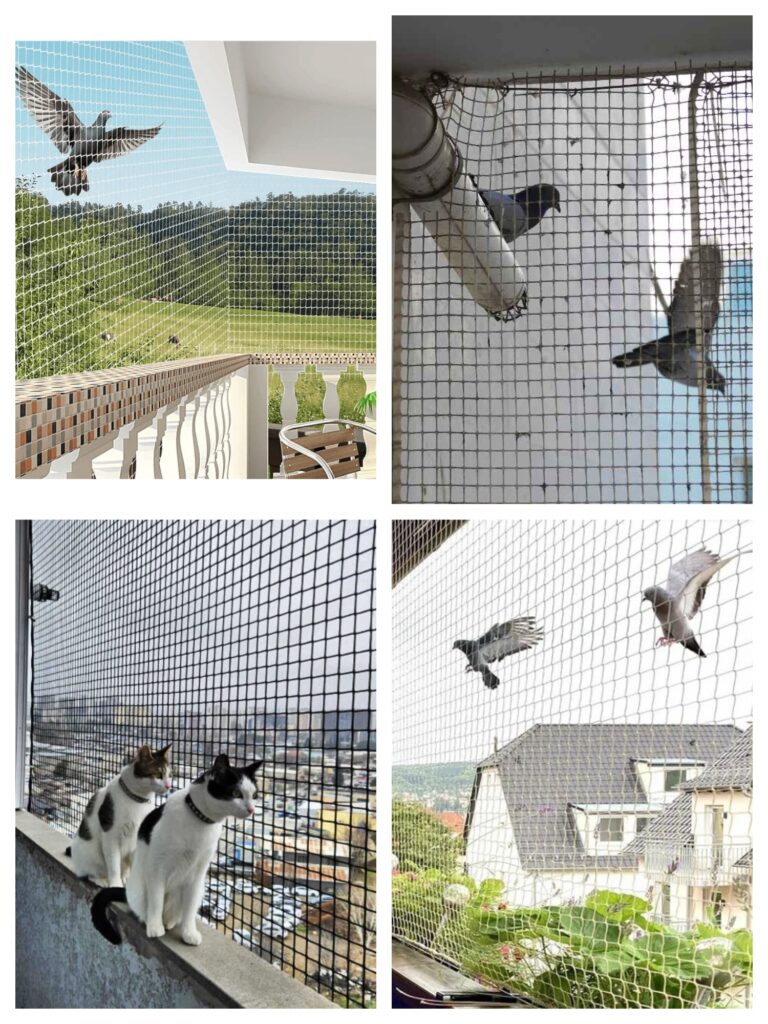 Bird Control in Chennai ​